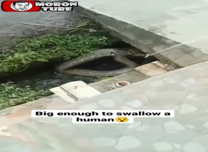 Video: They capture a massive insect in a water gutter